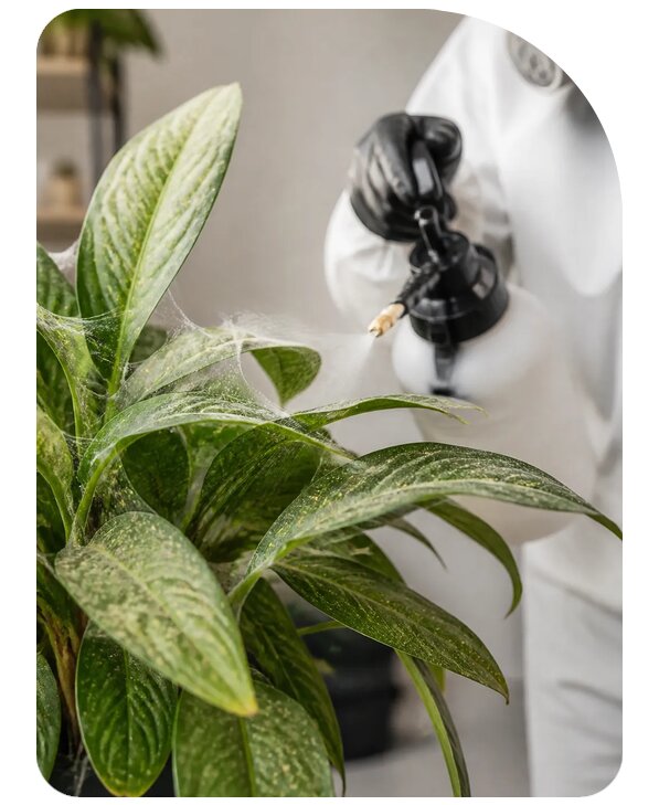 Уничтожение паутинных клещей в Чебаркуле по цене от 3221 р. | Сенат-Чбр